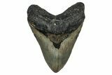 Fossil Megalodon Tooth - North Carolina #348159-1